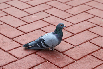 pigeon on asphalt pavement with colorful pattern
