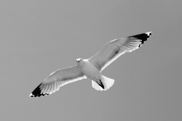 seagull flying in the sky