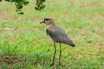 Vanellus chilensis