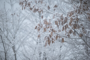 雪が降り積もった木