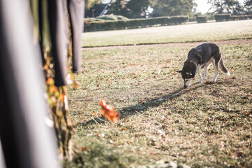 Drei beiniger Husky in Topform 