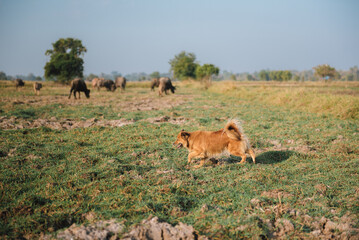 Asian thai dog walking in farm with group of buffalo in sunny day. Dog and summer themes.