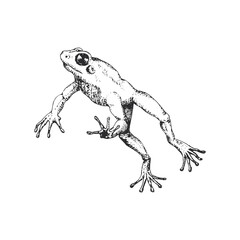 Frog in jump, vector sketch, drawn illustration.