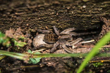 spider on the ground