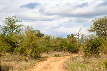 Road in bushes. Wild life safari in Africa. Road in savanna.
