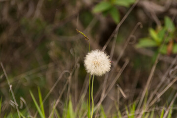 dandelions in the grass