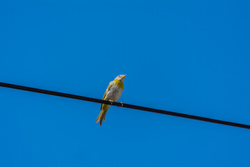 yellow bird