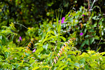 green plant background.  full green leaf pattern for copy space and needs related to the environment.