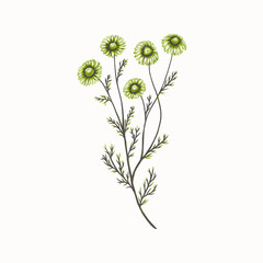 Chamomile in vintage style. Hand drawn vector illustration.