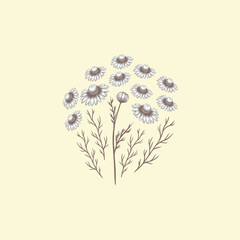 Decorative composition of camomile flowers. Botanical illustration.
