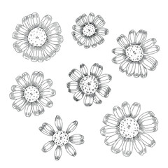 Set of flowers. Linear black and white hand drawn sketch.