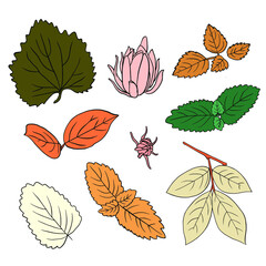 Set botanical illustration. Leaves and buds.