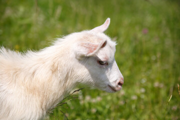 A small goat on a background of grass.