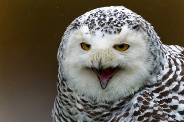 Snowy owl (Bubo scandiacus)  sitting on a snowy day in the Netherlands         