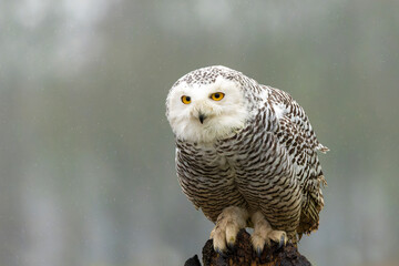 Snowy owl (Bubo scandiacus)  sitting on a snowy day in the Netherlands         