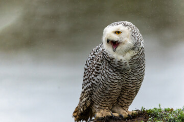 Snowy owl (Bubo scandiacus)  sitting on a snowy day in the Netherlands         