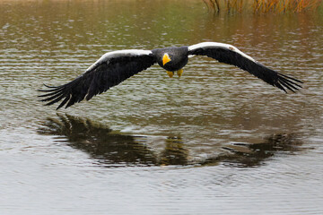 Steller's sea eagle (Haliaeetus pelagicus) fishing in a small lake            
