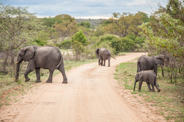 Fototapeta na wymiar Family of elephants in the wild moving along the road. Kruger National park. South Africa 