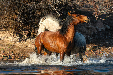 Fototapeta na wymiar Salt River Wild Horses in Arizona