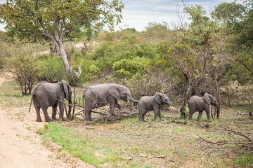Fototapeta premium Small elephants in wild nature. Family of elephants. Kruger National Park, South Africa