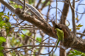 Halsbandsittich (Psittacula krameri)