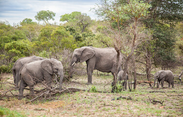 Naklejka premium Elephants in the savannah. Family of elephants in wild. Kruger National Park, South Africa.