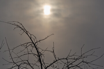 Fototapeta na wymiar The sun behind the morning, frosty haze.