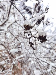 February snow and ice lies on the branches of trees
