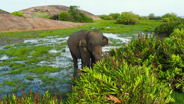 Aerial drone of Elephant among tropical vegetation in wetlands. Arugam Bay Sri Lanka.