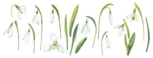 Snowdrops. Spring flowers clip art. Painted in watercolor.