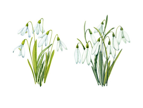 Two bouquets of snowdrops painted in watercolor. Spring flowers.