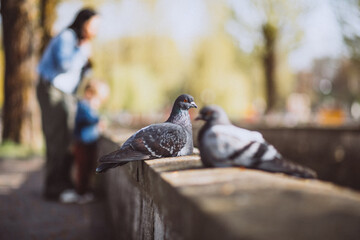 Obraz premium Two piggeons sitting on stone fence in park
