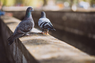 Two piggeons sitting on stone fence in park