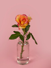 Beautiful single rose flower in glass vase