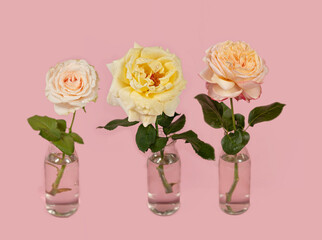 fresh roses flower in glass vase