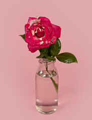 Beautiful single rose flower in glass vase