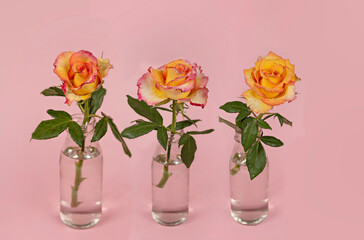 fresh roses flower in glass vase
