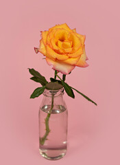 Beautiful single rose flower in glass vase