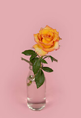 Fototapeta premium Beautiful single rose flower in glass vase