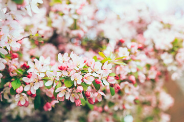 Branches of pink flowers of blooming apple tree in spring on a Sunny day. Springtime flowers and spring nature beauty. selective focus.