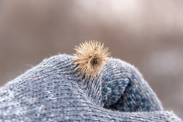 Dry burdock stuck to clothes, gloves.