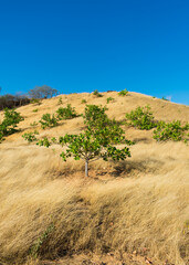 Young Cashew trees on a hilly meadow in Oeiras, Piaui state (Northeast Brazil)
