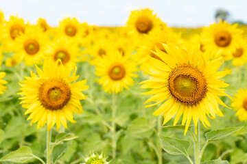 Fototapeta premium Beautiful yellow color sunflower with the blue sky background