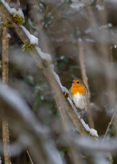 A robin hides on a twig in the bush