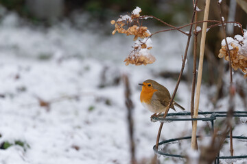 A robin sits under some flower in winter time
