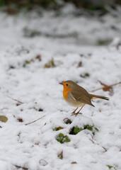 A robin sits on a small hump of snow