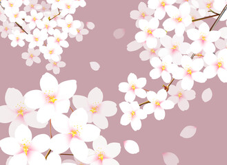 和風な桜のイラスト