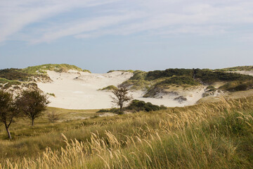 the dunes, Haamstede, Zeeland in the Netherlands