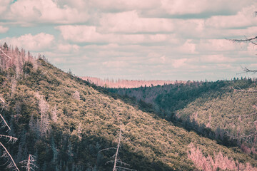 sunny forest landscape in the mountains Harz Germany
