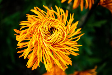 Macrophoto of a beautiful yellow chrysanthemum. A bright yellow flower of an unusual twisted shape. Selective focusing for better effect